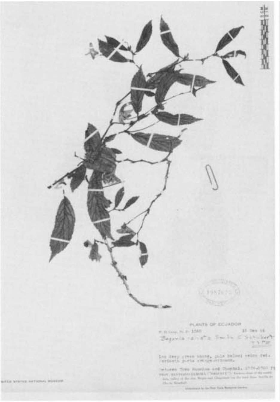 B. valvata